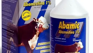 Photo of Abamectina: usos e dosagem contra insetos