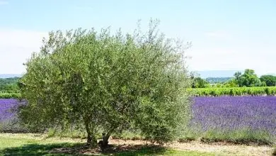Photo of Acebuche: principais características da oliveira brava