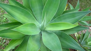 Photo of Agave attenuata: cultivo e cuidado