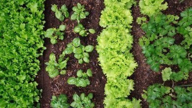 Photo of Associação de culturas: como potencializar suas plantas