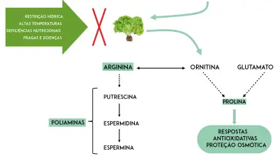 Photo of Bioestimulantes e fertilizantes avançados