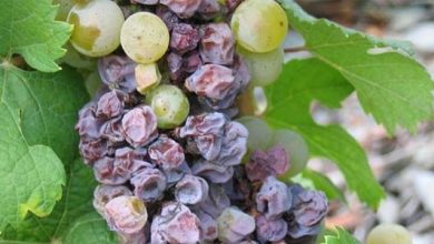 Photo of Botrytis: cómo identificar y combatir esta enfermedad