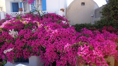 Photo of Bougainvillea: 8 chaves para cuidar dela com sucesso