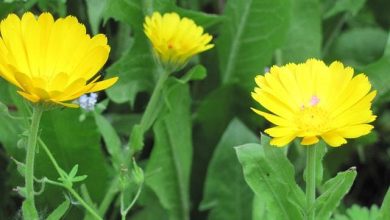 Photo of Calendula arvensis, como cultivar esta cobertura de solo e suas propriedades