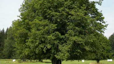 Photo of Características da carpa (Carpinus betulus) como árvore ornamental