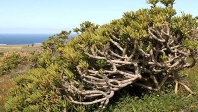 Photo of Características da verode (Kleinia neriifolia): uma suculenta extraordinária