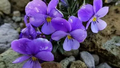 Photo of Características da violeta de Teide (Viola cheiranthifolia)