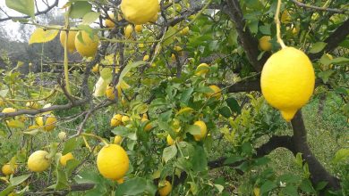 Photo of Características del limón Verna