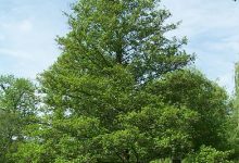 Photo of Características do amieiro comum (Alnus glutinosa)