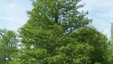 Photo of Características do amieiro comum (Alnus glutinosa)