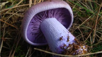 Photo of Características do cogumelo lepista nuda (pé azul)