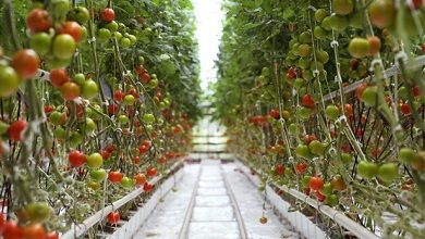 Photo of Características do cultivo interno ou protegido