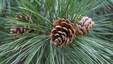 Photo of Características do pinheiro preto (Pinus nigra)