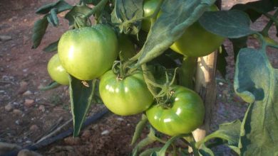 Photo of Características do tomate Optima F1