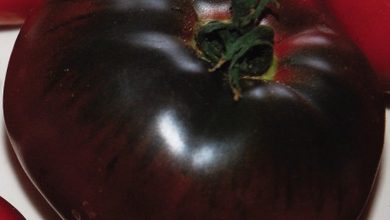 Photo of Características do tomate preto da Crimeia