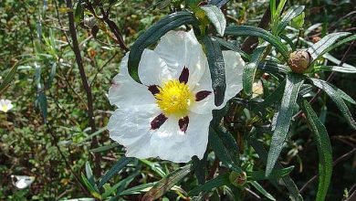 Photo of Características e cuidados da esteva pegajosa (Cistus ladanifer)