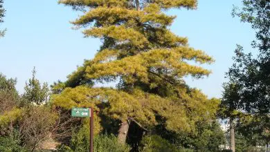 Photo of Características e cultivo de Pinus radiata (pinheiro de Monterrey)