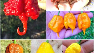 Photo of Carolina Reaper: o chili mais gostoso