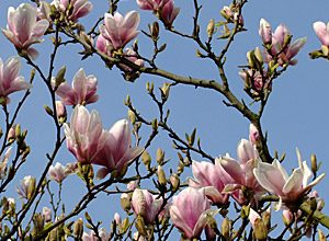 Photo of Como crescer Magnolia soulangean