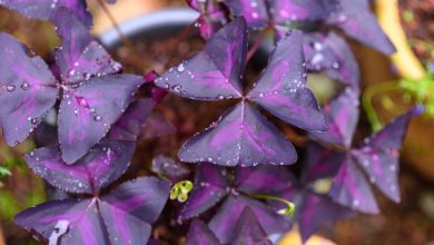 Photo of Como crescer oxalis triangularis