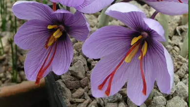 Photo of Como cultivar açafrão (Crocus sativus)