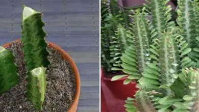 Photo of Como cultivar Euphorbia trigona em casa