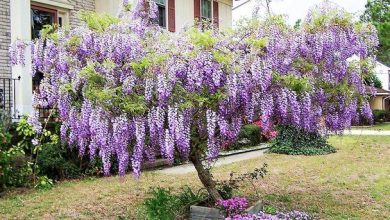 Photo of Como cultivar glicínias em seu jardim