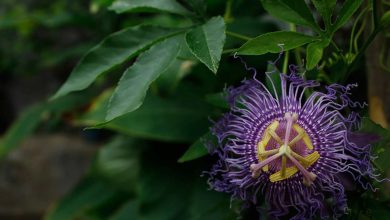 Photo of Como cultivar maracujá (Passiflora caerulea)