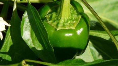 Photo of Como cultivar o pimentão rocoto no jardim