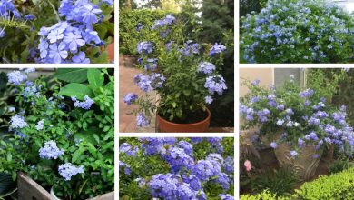 Photo of Como cultivar Plumbago ou Blue Jasmine