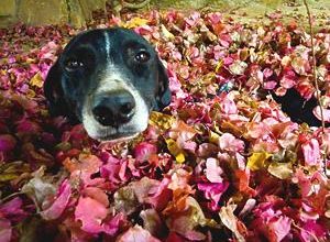 Photo of Como cultivar rosas de cachorro no jardim