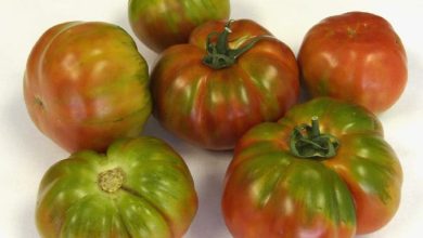 Photo of Como cultivar tomate Muchamiel no jardim