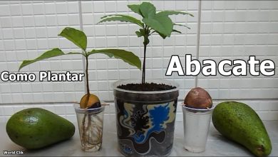 Photo of Como e quando plantar um abacate