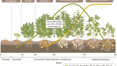 Photo of Cómo hacer un plan de abonado de la patata