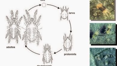 Photo of Como identificar e combater o ácaro