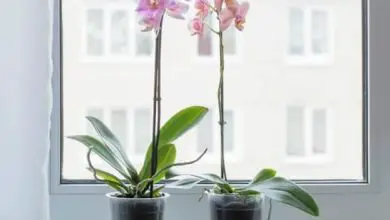 Photo of Como regar uma orquídea corretamente
