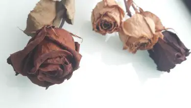 Photo of Como secar uma rosa com os materiais mais simples