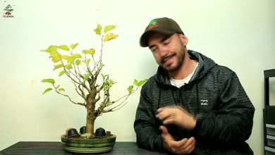 Photo of Como usar substrato akadama no bonsai