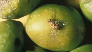 Photo of Controlo e identificação da mosca da azeitona