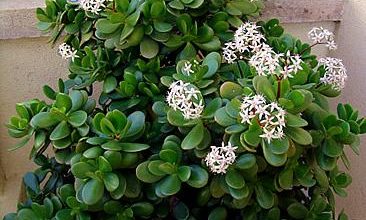 Photo of Crassula ovata (árvore de jade): uma espécie muito fácil de cultivar