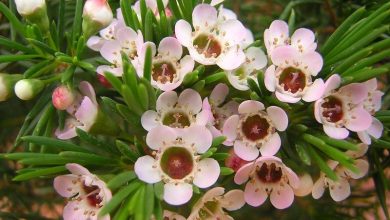 Photo of Cresça no jardim Chamelaucium uncinatum (flor de cera)