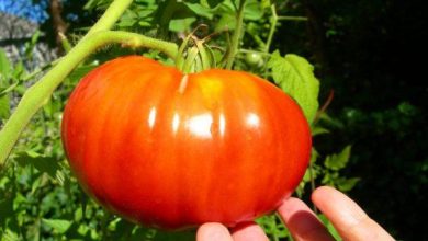 Photo of Cuidados com o tomate bife