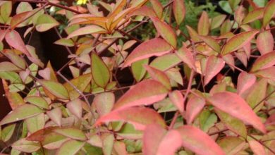 Photo of Cuidando do mato Nandina domestica