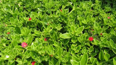 Photo of Cultivo da planta de cobertura do solo Aptenia cordifolia