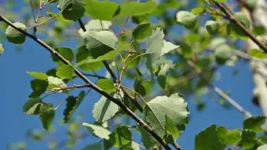 Photo of Cultivo de álamo tremedor (Populus tremula)