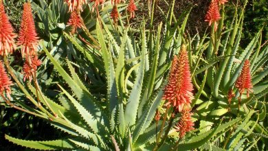 Photo of Cultivo de aloe de polvo (Aloe arborescens)