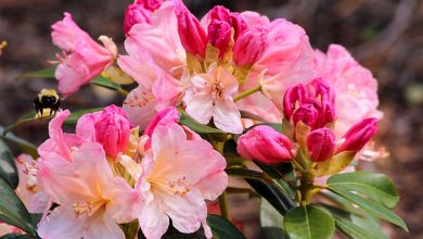 Photo of Cultivo de azaleias ou rododendros