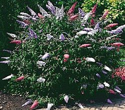 Photo of Cultivo de budelia (arbusto de borboleta)