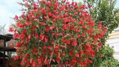 Photo of Cultivo de Callistemon citrinus ou árvore de escova