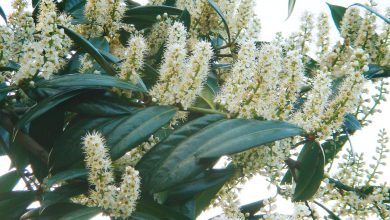 Photo of Cultivo de louro cereja (Prunus laurocerasus)